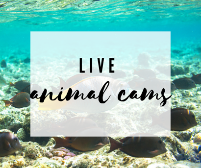 Live Animal Cams